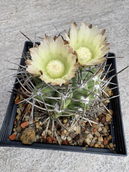 Eriosyce ceratistes